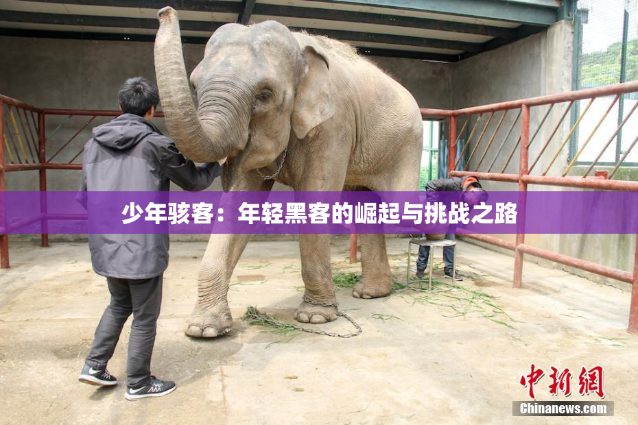 少年骇客：年轻黑客的崛起与挑战之路