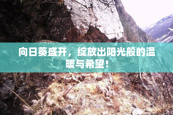 向日葵盛开，绽放出阳光般的温暖与希望！
