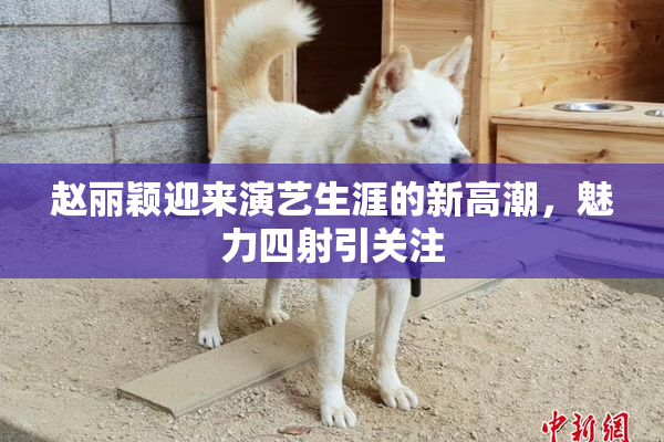 赵丽颖迎来演艺生涯的新高潮，魅力四射引关注