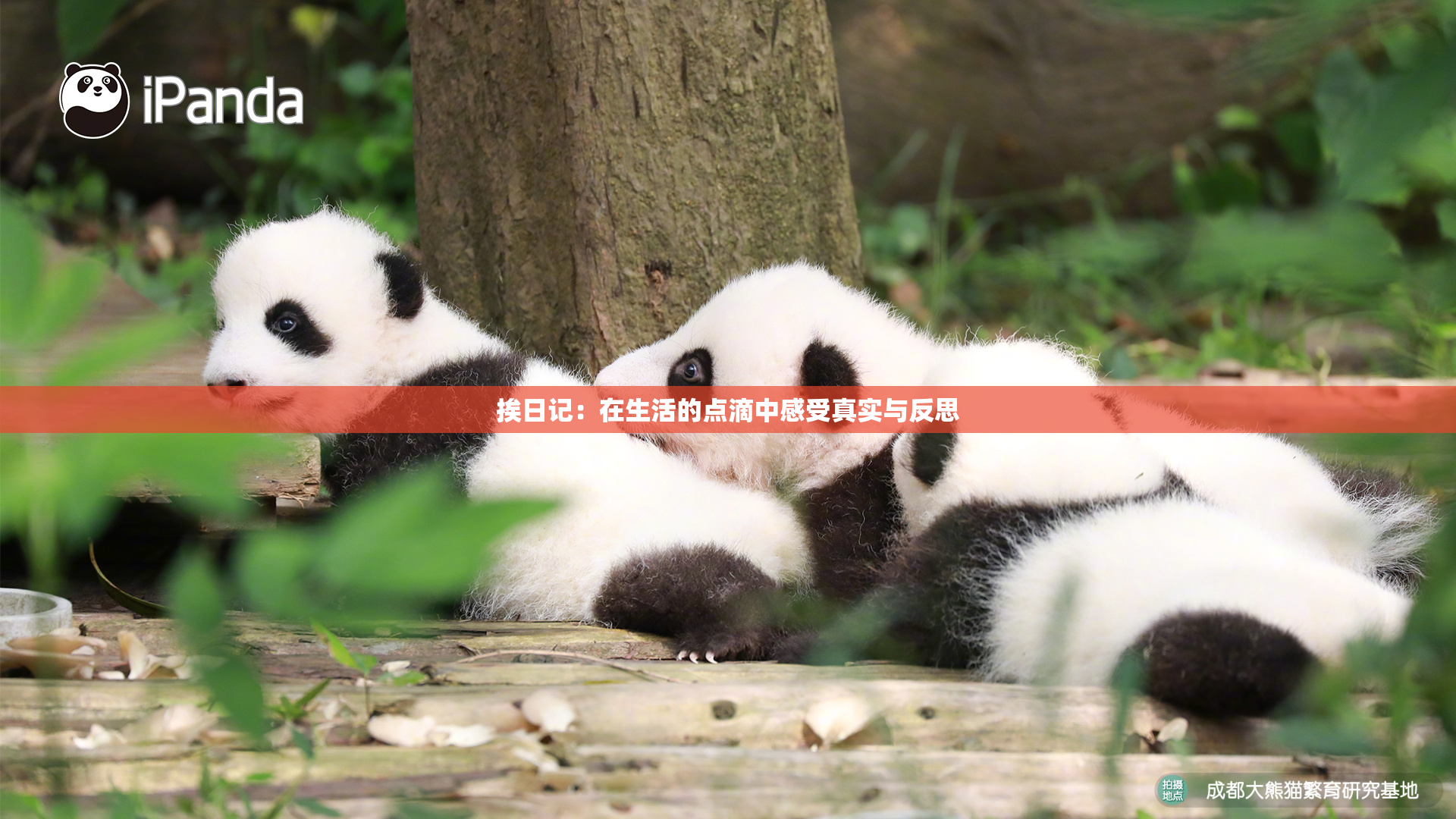 挨日记：在生活的点滴中感受真实与反思
