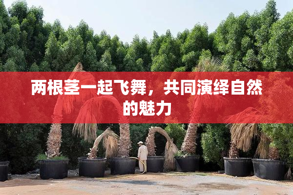 两根茎一起飞舞，共同演绎自然的魅力