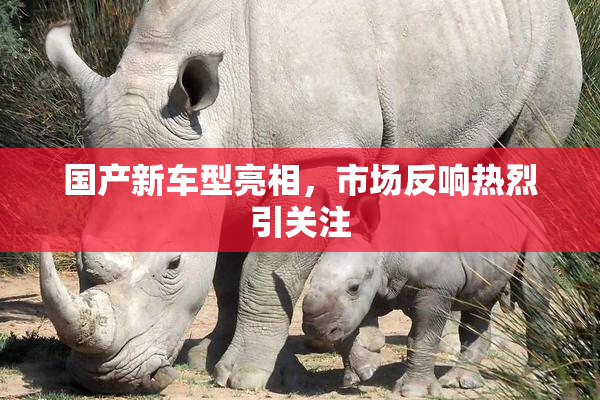 国产新车型亮相，市场反响热烈引关注