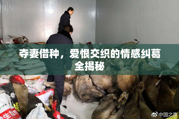 夺妻借种，爱恨交织的情感纠葛全揭秘