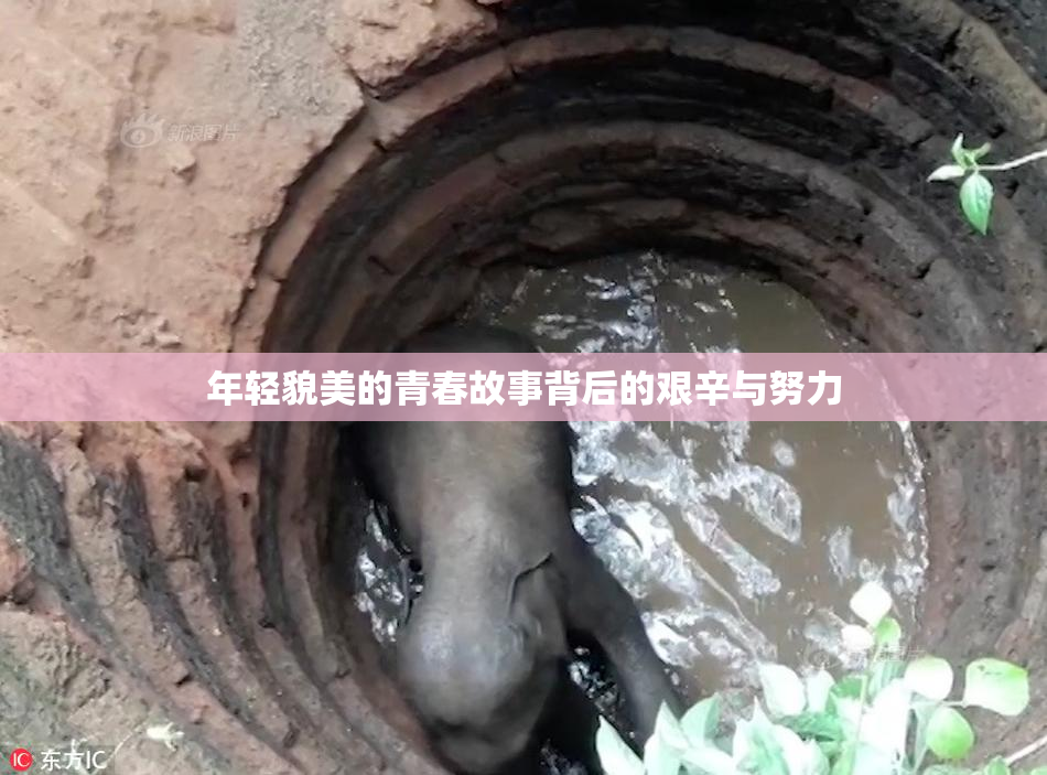年轻貌美的青春故事背后的艰辛与努力