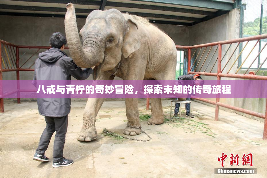 八戒与青柠的奇妙冒险，探索未知的传奇旅程