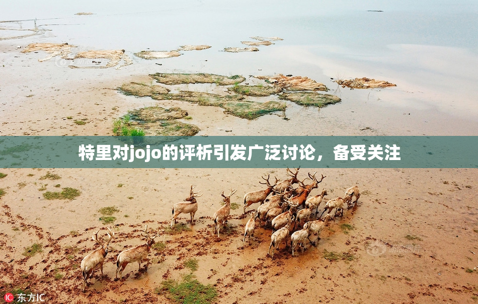 特里对jojo的评析引发广泛讨论，备受关注