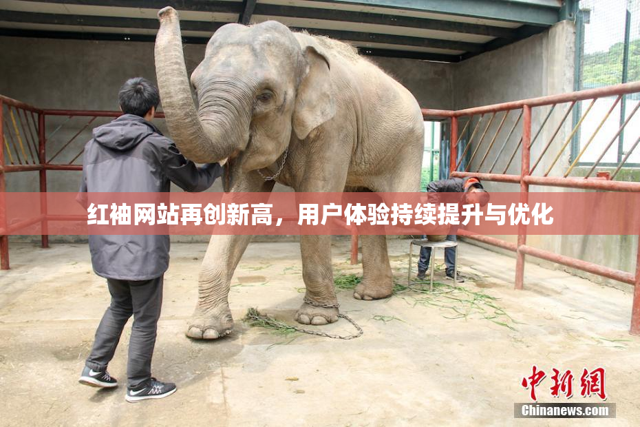 红袖网站再创新高，用户体验持续提升与优化
