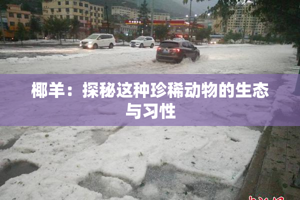 椰羊：探秘这种珍稀动物的生态与习性
