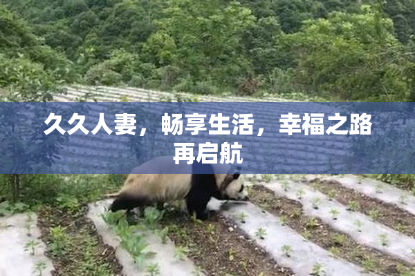 久久人妻，畅享生活，幸福之路再启航