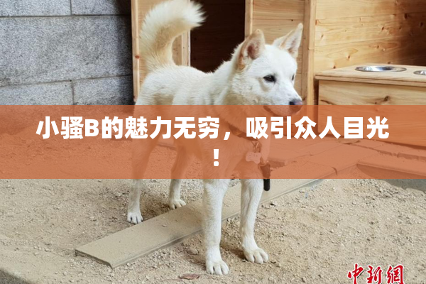 小骚B的魅力无穷，吸引众人目光！