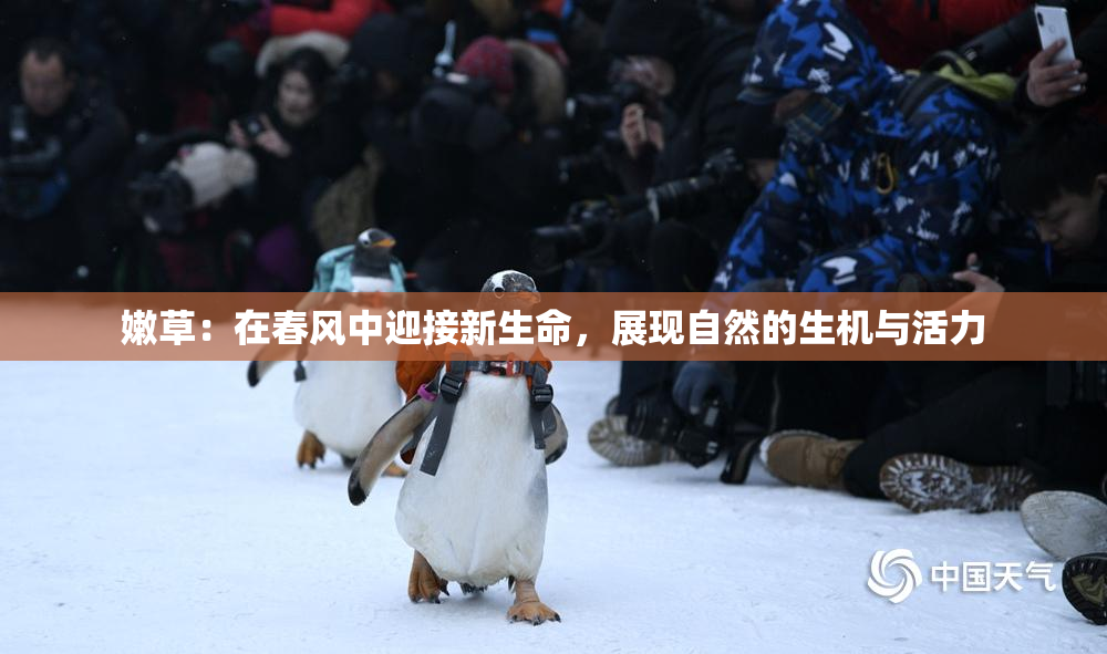 嫩草：在春风中迎接新生命，展现自然的生机与活力