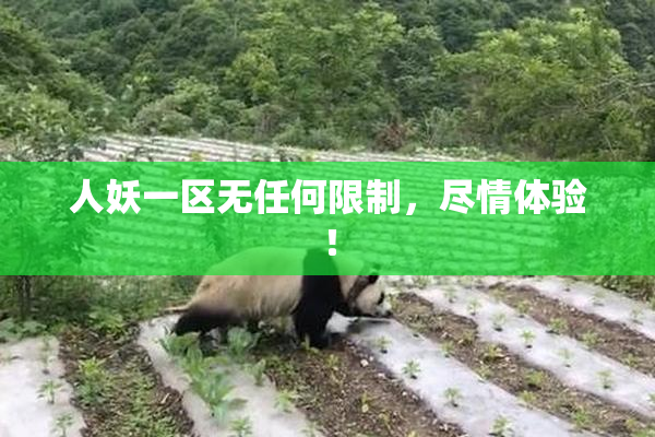 人妖一区无任何限制，尽情体验！
