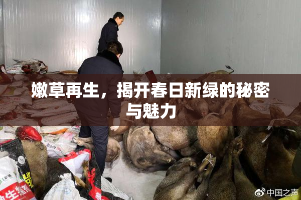 嫩草再生，揭开春日新绿的秘密与魅力