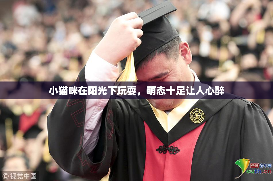 小猫咪在阳光下玩耍，萌态十足让人心醉
