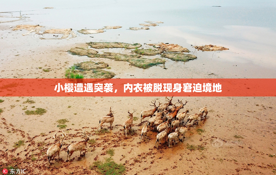 小樱遭遇突袭，内衣被脱现身窘迫境地