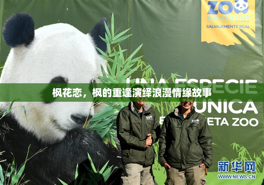 枫花恋，枫的重逢演绎浪漫情缘故事
