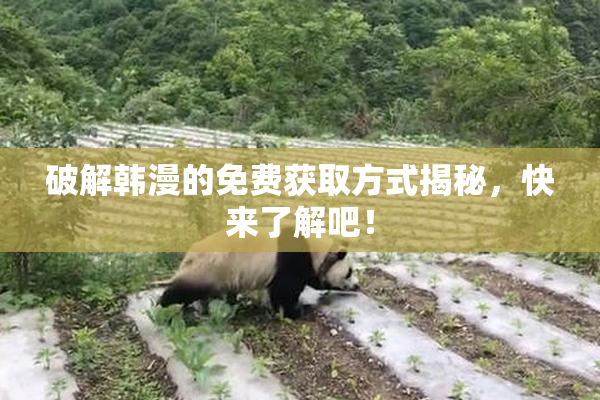 破解韩漫的免费获取方式揭秘，快来了解吧！