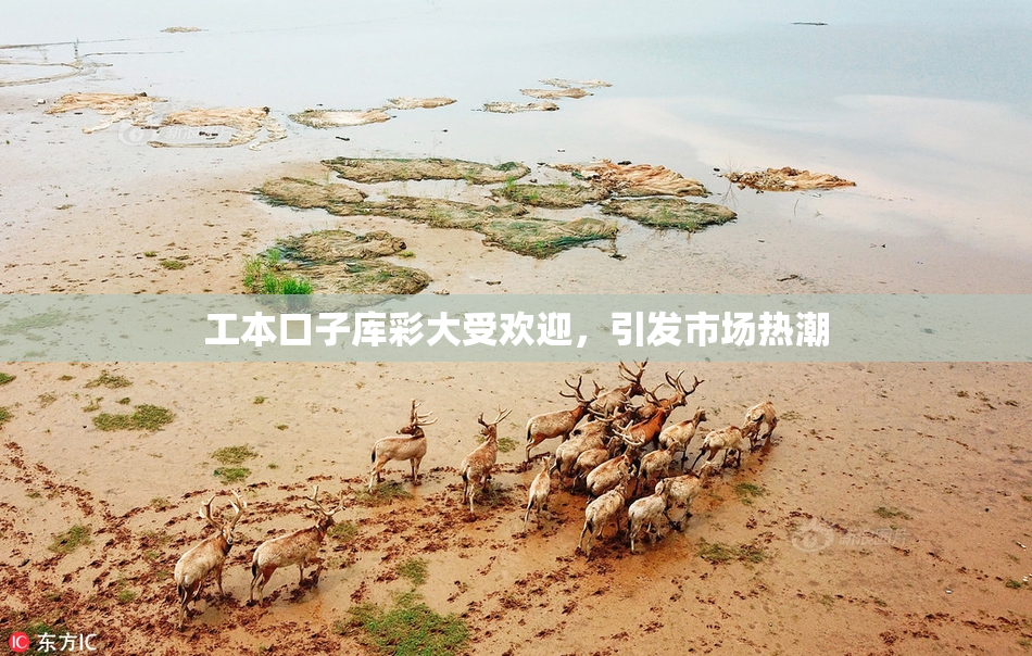 工本口子库彩大受欢迎，引发市场热潮