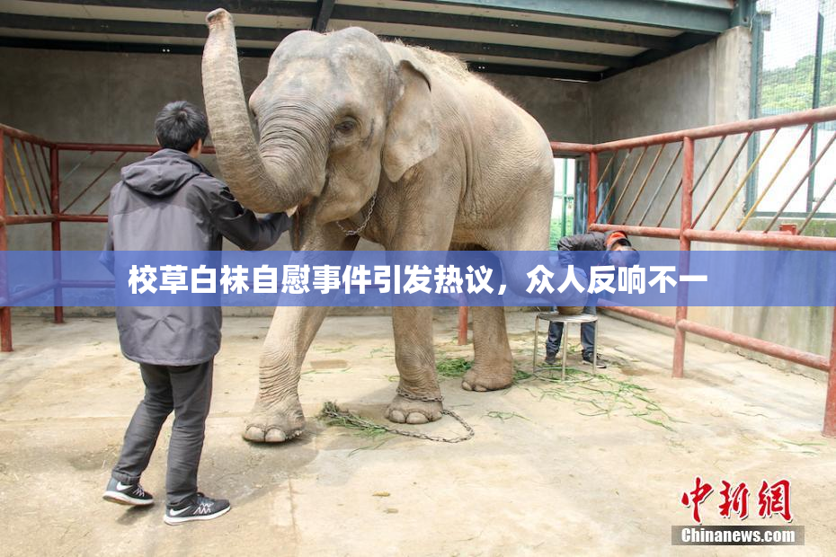 校草白袜自慰事件引发热议，众人反响不一