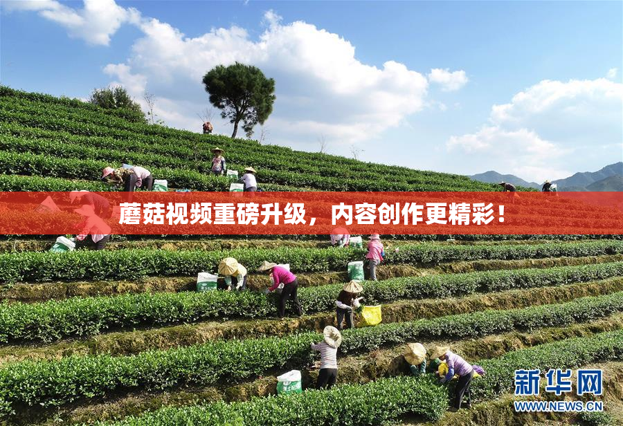 蘑菇视频重磅升级，内容创作更精彩！