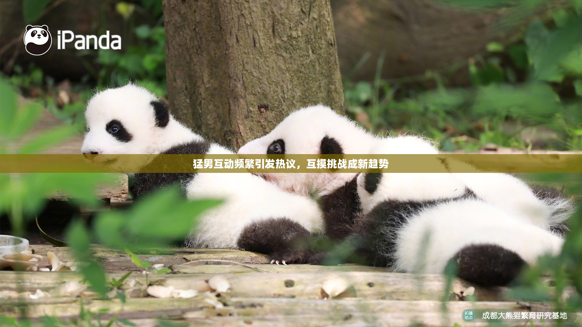 猛男互动频繁引发热议，互摸挑战成新趋势