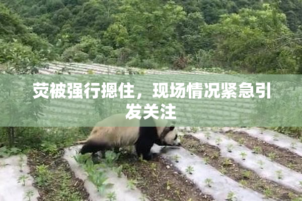 荧被强行摁住，现场情况紧急引发关注
