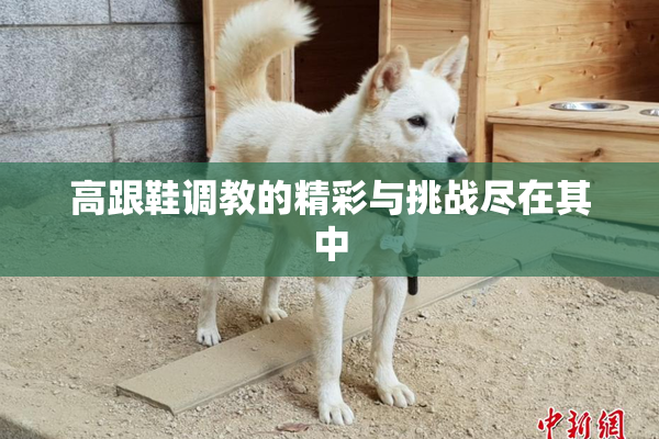 高跟鞋调教的精彩与挑战尽在其中