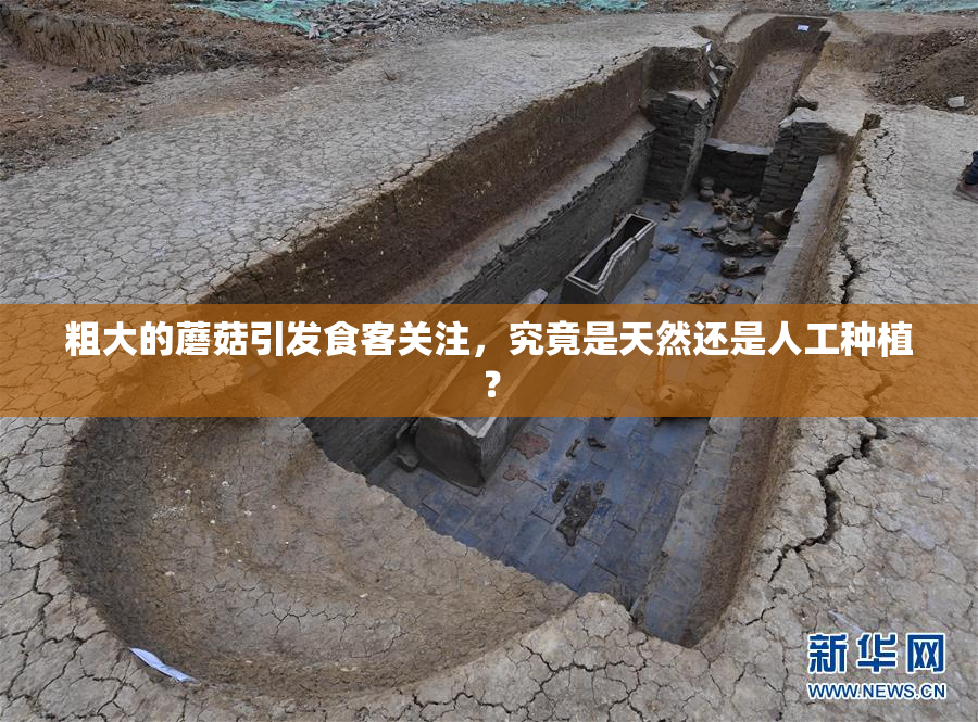 粗大的蘑菇引发食客关注，究竟是天然还是人工种植？