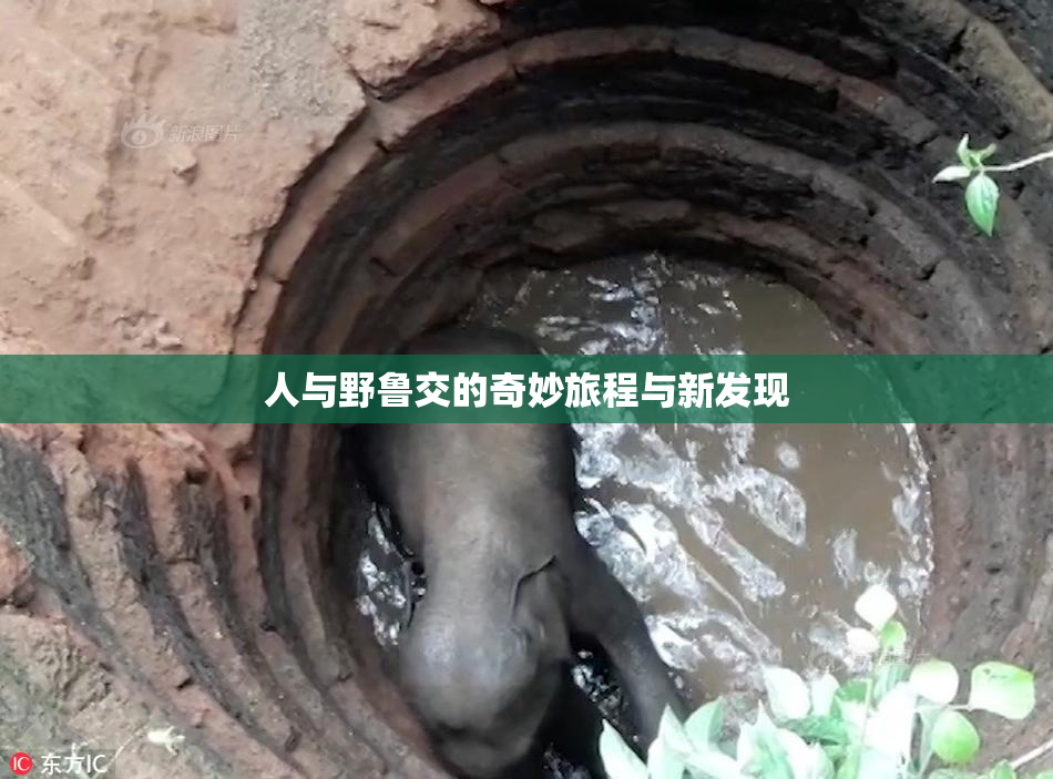 人与野鲁交的奇妙旅程与新发现