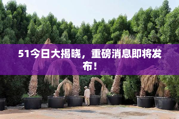 51今日大揭晓，重磅消息即将发布！