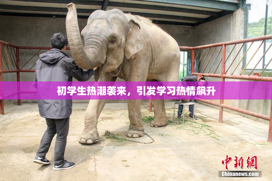 初学生热潮袭来，引发学习热情飙升