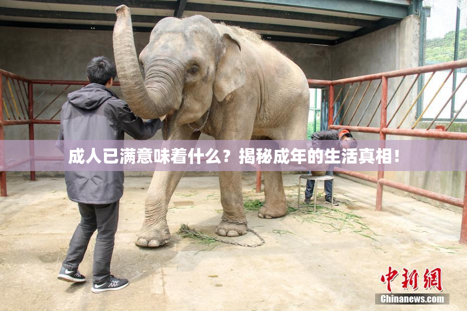 成人已满意味着什么？揭秘成年的生活真相！