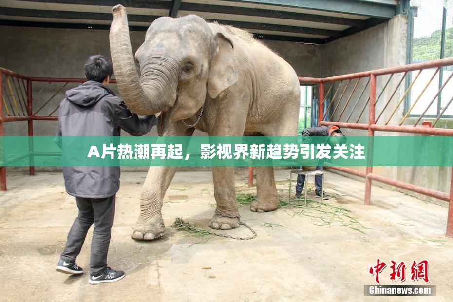 A片热潮再起，影视界新趋势引发关注