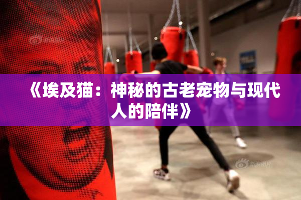 《埃及猫：神秘的古老宠物与现代人的陪伴》