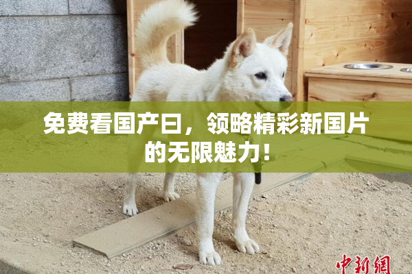 免费看国产曰，领略精彩新国片的无限魅力！