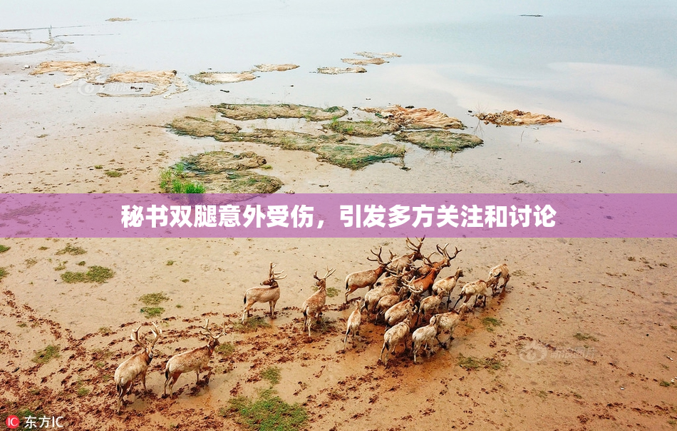 秘书双腿意外受伤，引发多方关注和讨论