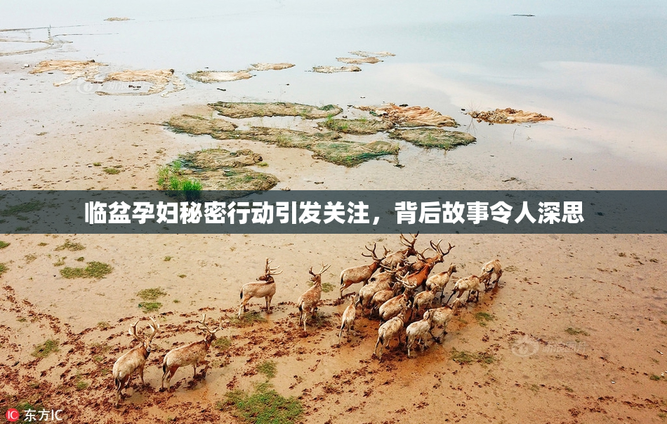临盆孕妇秘密行动引发关注，背后故事令人深思