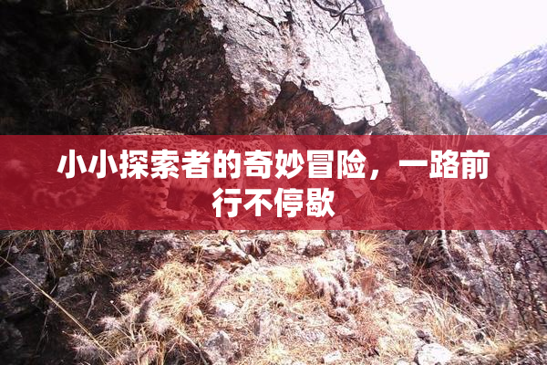 小小探索者的奇妙冒险，一路前行不停歇