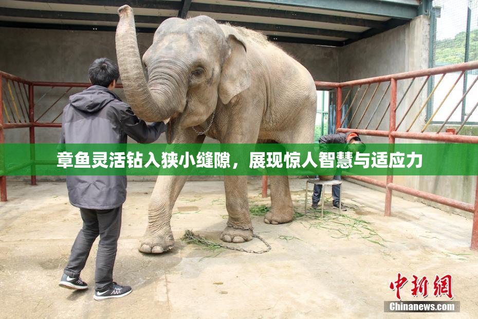 章鱼灵活钻入狭小缝隙，展现惊人智慧与适应力