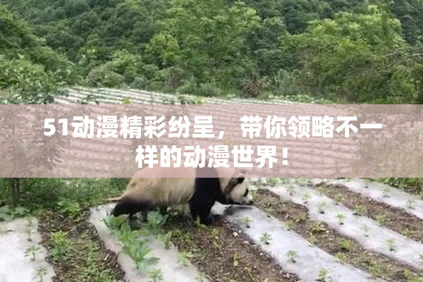 51动漫精彩纷呈，带你领略不一样的动漫世界！
