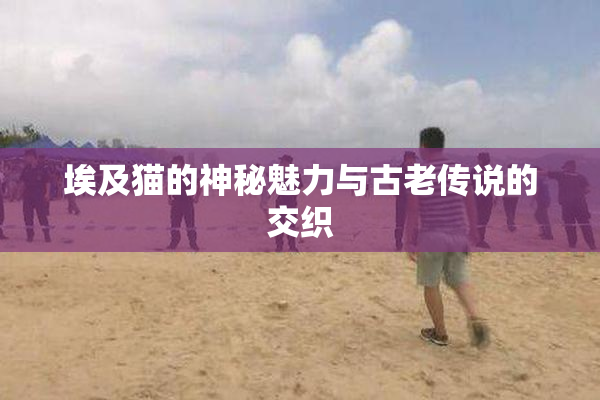 埃及猫的神秘魅力与古老传说的交织