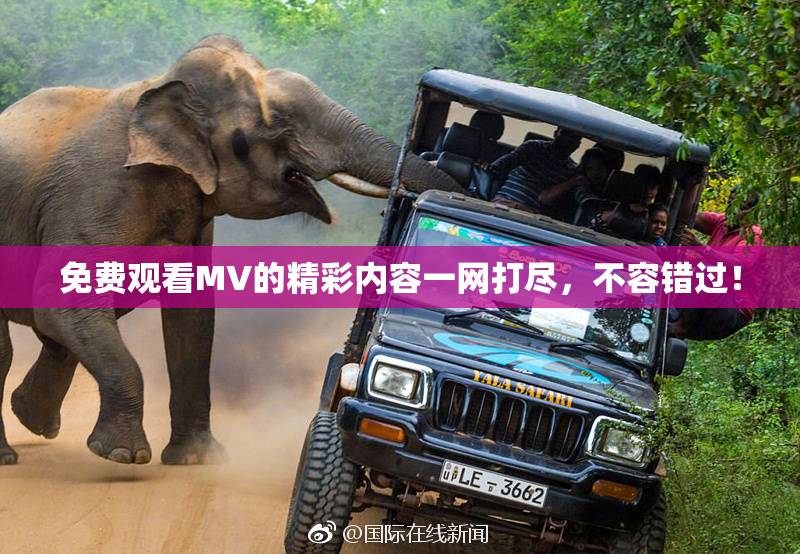 免费观看MV的精彩内容一网打尽，不容错过！