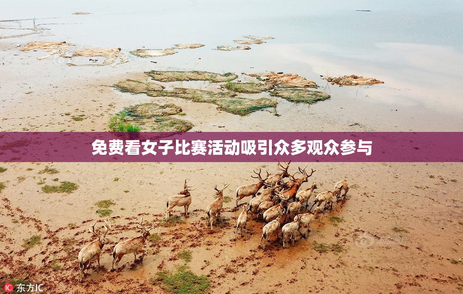 免费看女子比赛活动吸引众多观众参与