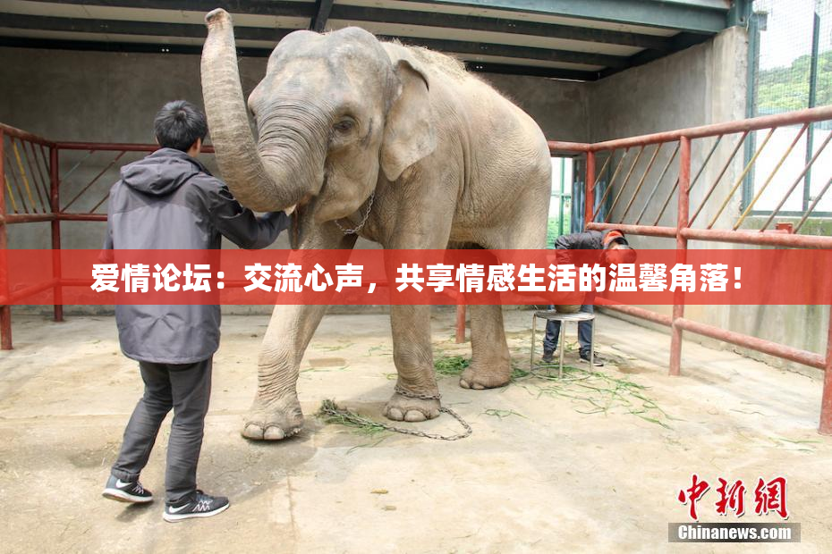 爱情论坛：交流心声，共享情感生活的温馨角落！