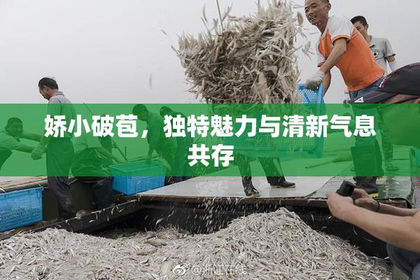 娇小破苞，独特魅力与清新气息共存