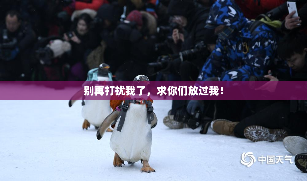 别再打扰我了，求你们放过我！