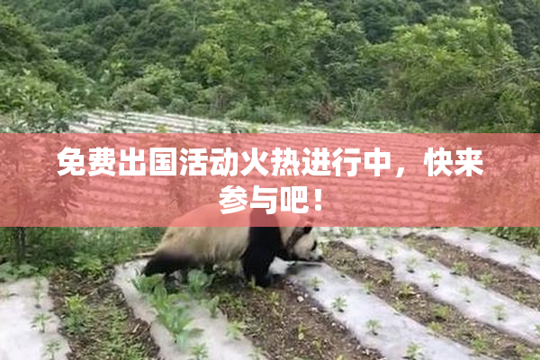 免费出国活动火热进行中，快来参与吧！