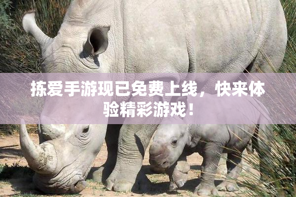 拣爱手游现已免费上线，快来体验精彩游戏！