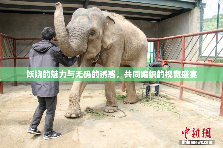 妖娆的魅力与无码的诱惑，共同编织的视觉盛宴