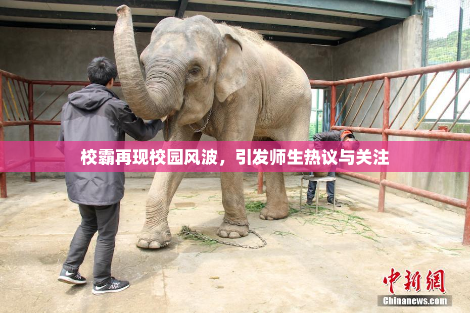 校霸再现校园风波，引发师生热议与关注